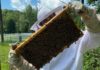 Chester family farm buys honey bee business from retiring owners