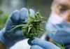 Thomas Scientific acquired by Broad Sky Partners; unveils dedicated cannabis team