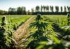 cannabis cultivation agreement with Grasshopper Farms