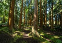 NJBPU announces $5M in grants to reduce the urban heat island effect in overburdened municipalities